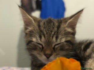 Domestic Shorthair cats - Advert 20