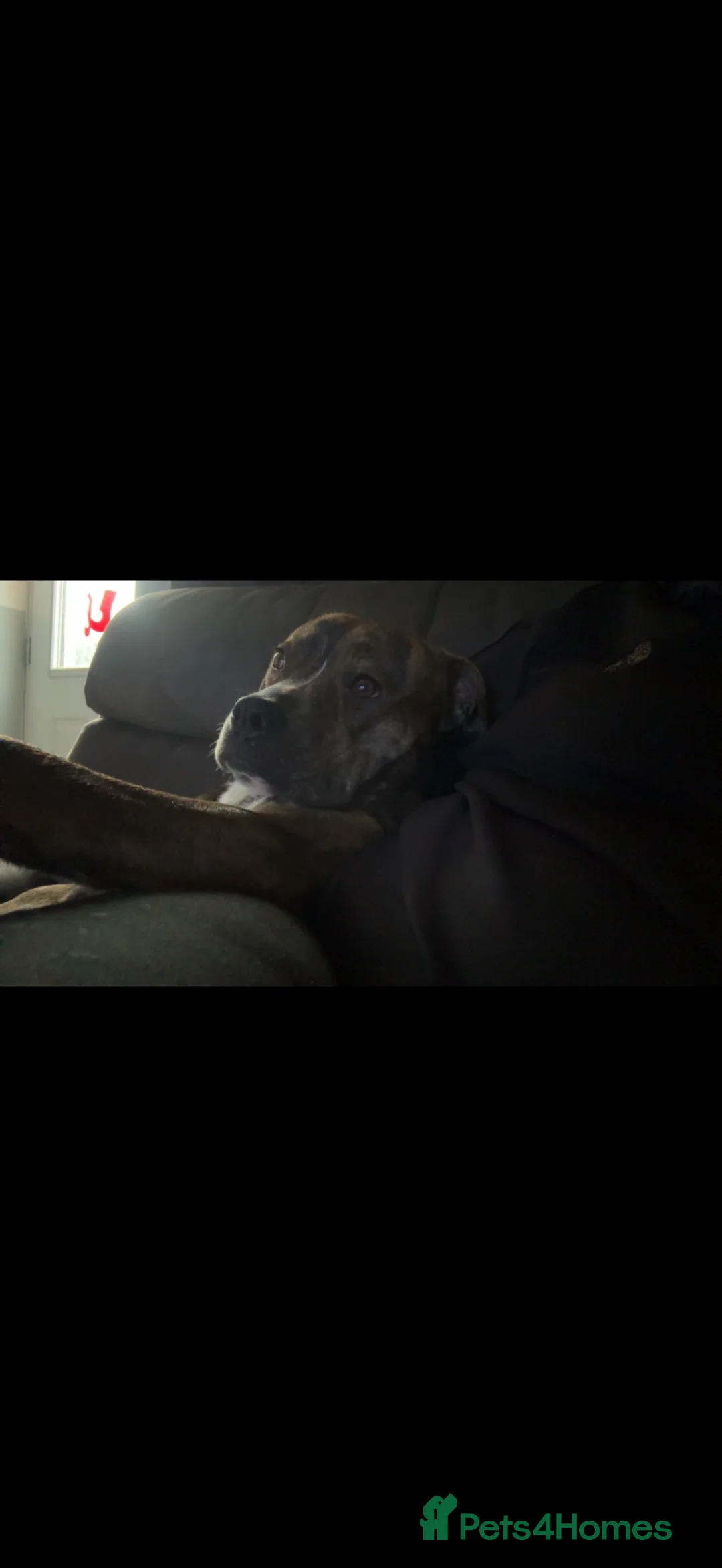 Mixed Breed dogs for sale: Teddy  in Cannock - Advert 2