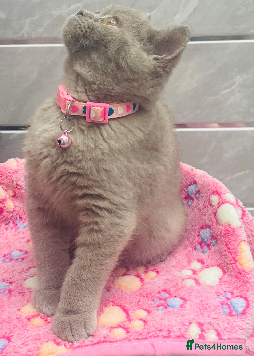 British Shorthair cats for sale: Stunning Lilac Female British Shorthair 10 Weeks - Advert 5