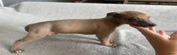 Whippet dogs for sale: 🐾 Beautiful Whippet Puppies – Boys & Girls - Advert 6