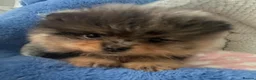 Pomeranian dogs for sale: AMAZING QUALITY POMERANIANS - Advert 5