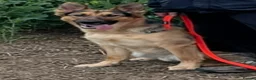German Shepherd dogs for sale: German Shepherd - Jango  - Advert 3