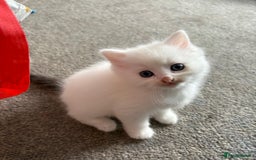 Mixed Breed cats for sale: White fluffy kittens for sale  - Image 11