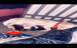 Chihuahua dogs for sale: Chihuahua - Full breed puppies - Image 17