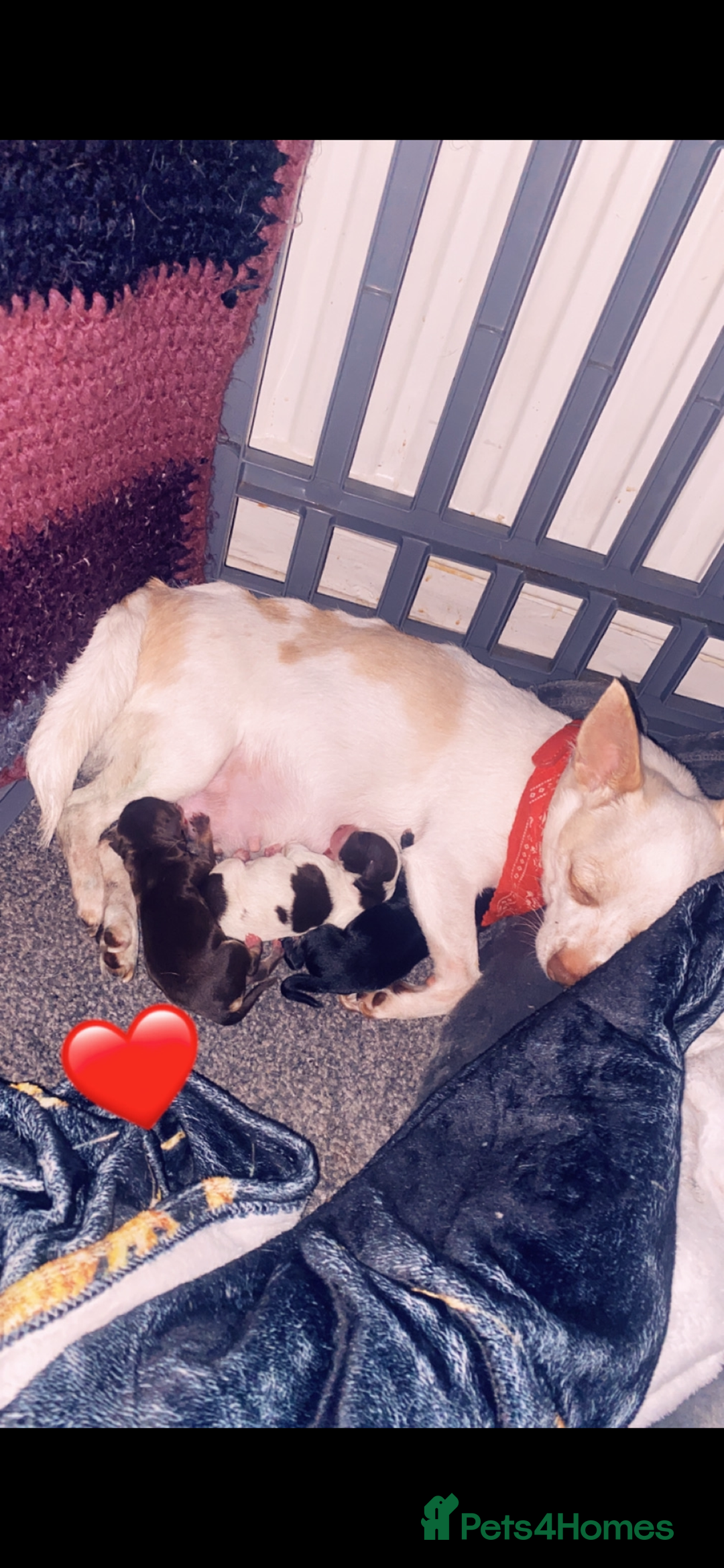 Chihuahua dogs for sale: Chihuahua - Full breed puppies - Image 17