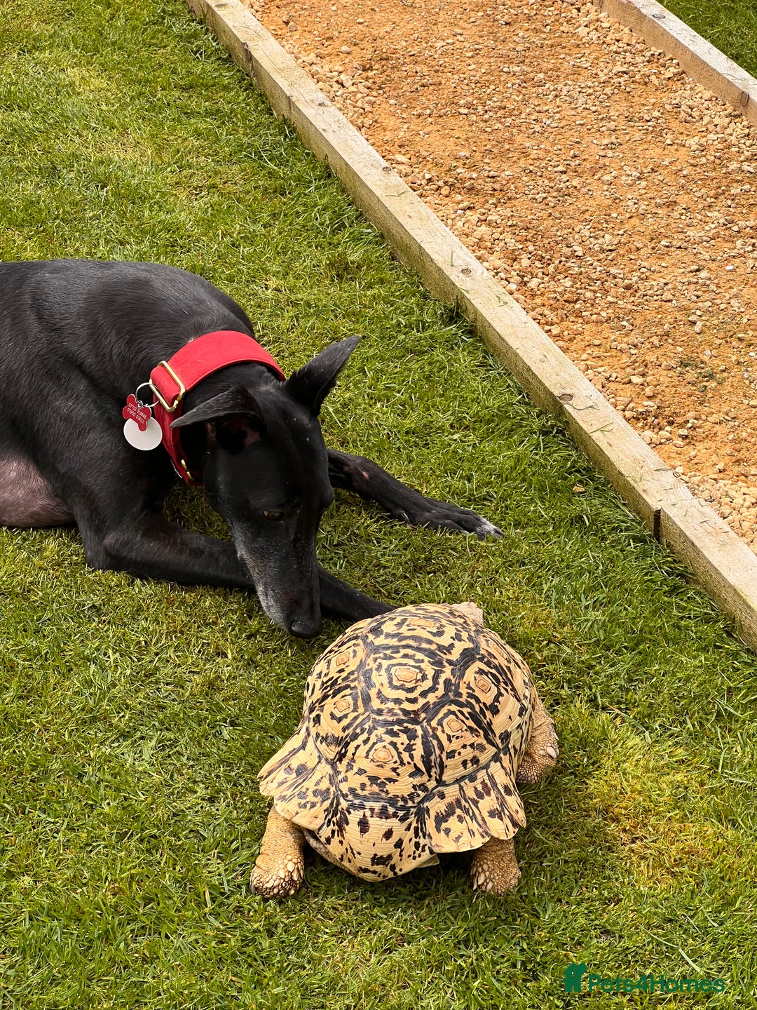 Tortoise reptiles for sale: Leopard Tortoise - Image 11