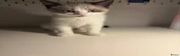 British Shorthair cats for sale: Stunning fluffy kittens ready for you loving home - Advert 6