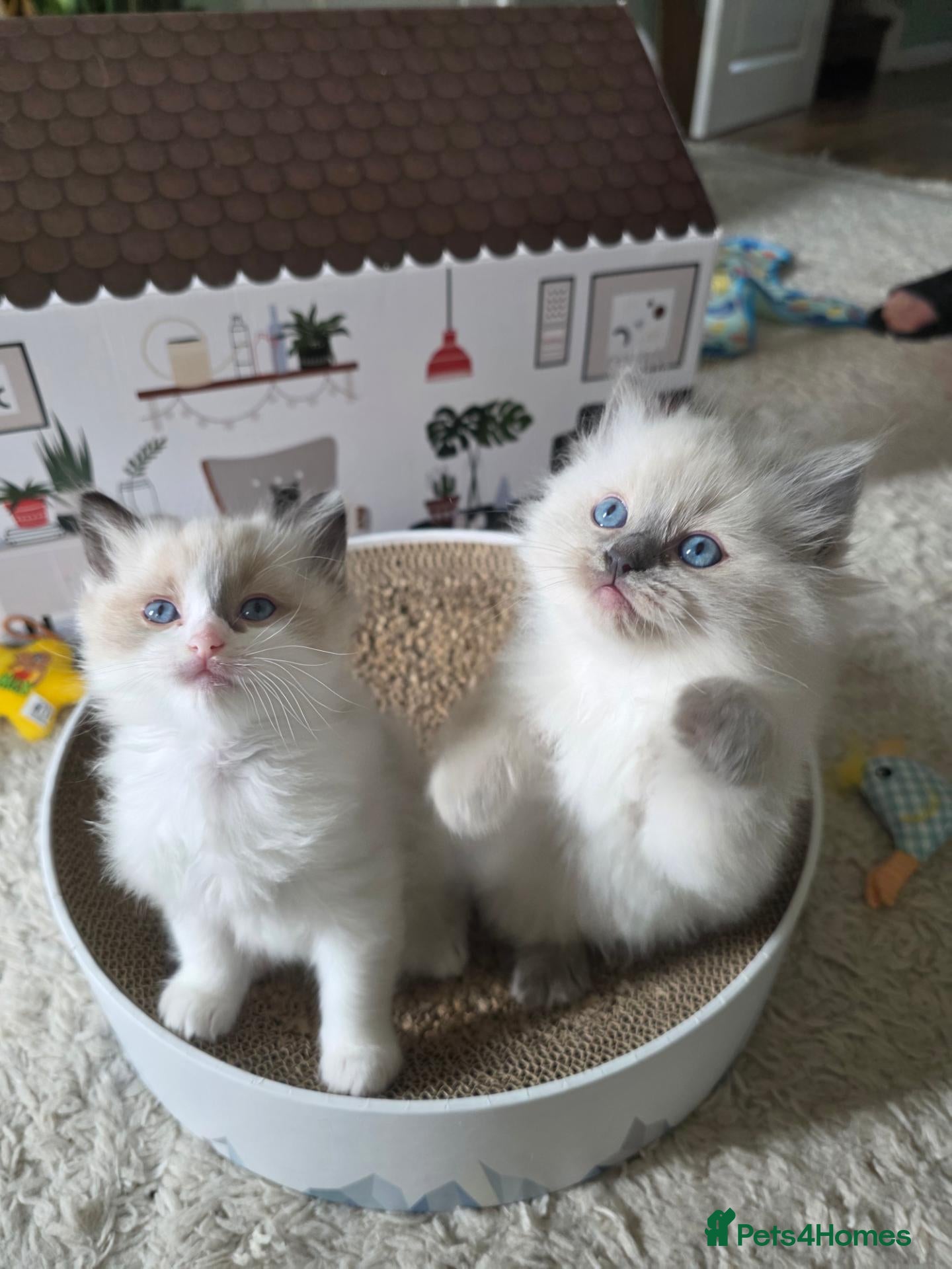 Ragdoll cats for sale: Purebred Ragdoll Kittens - Advert 1