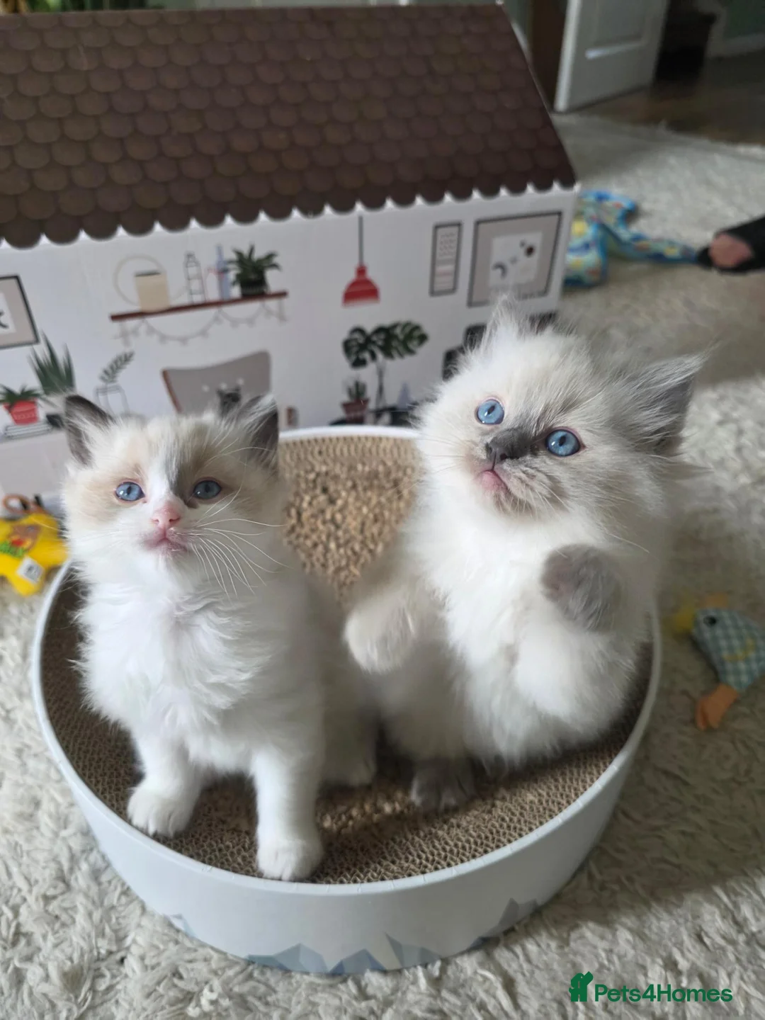 Ragdoll cats for sale: Purebred Ragdoll Kittens in Leigh - Advert 1