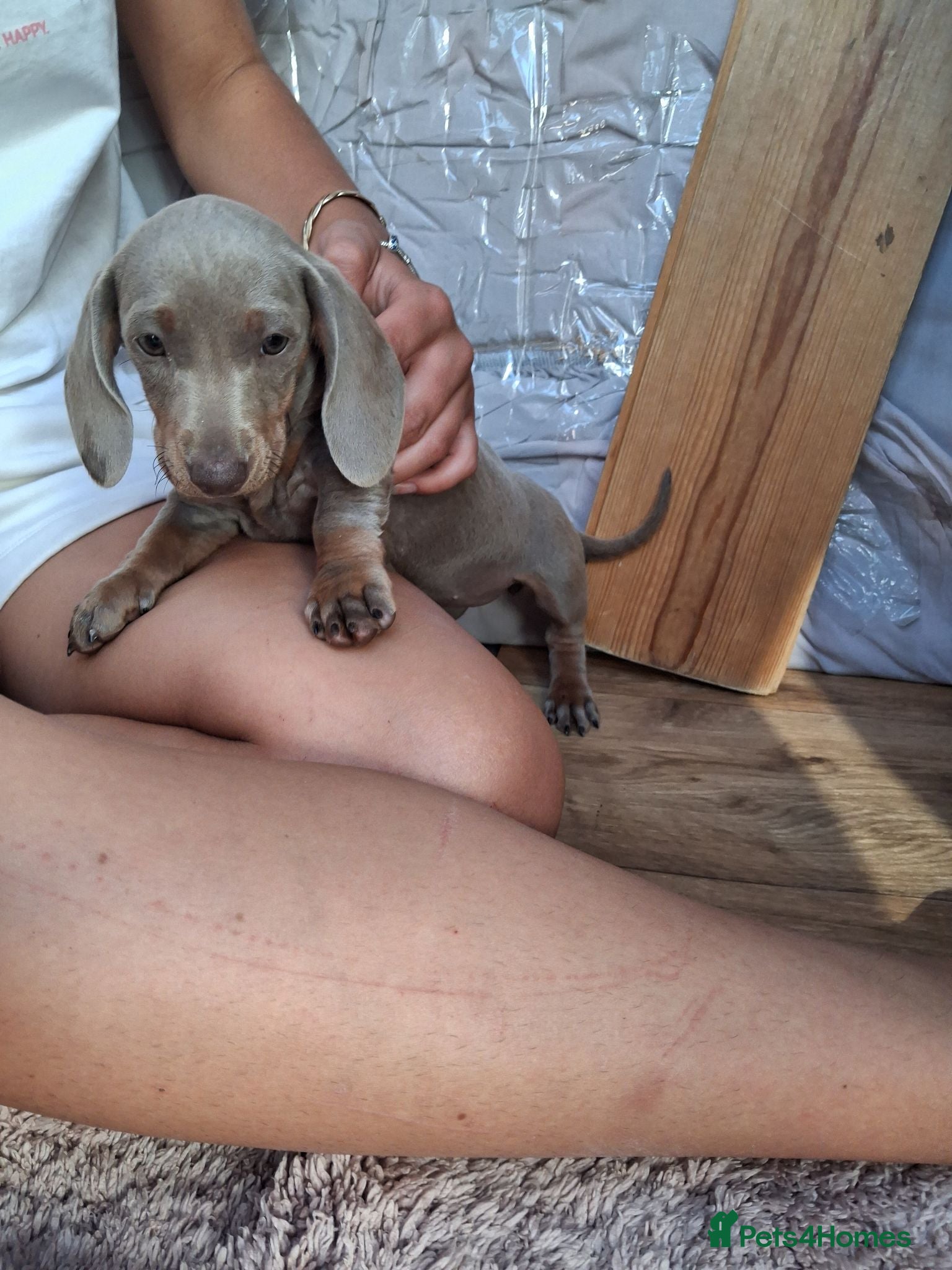 Miniature Dachshund dogs Beautiful Miniature Dachshund Stuning little pups. - Advert 2