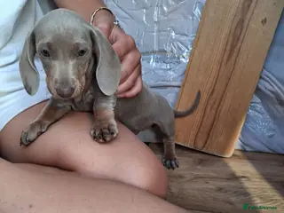 Miniature Dachshund dogs Beautiful Miniature Dachshund Stuning little pups. - Advert 2