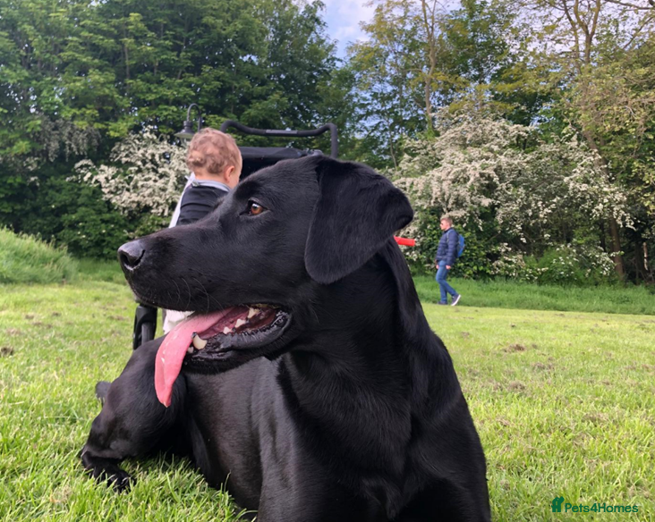 Labrador Retriever dogs Fully Tested Champion Labrador - Advert 5