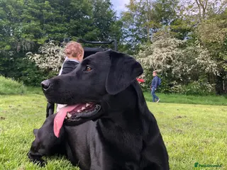 Labrador Retriever dogs Fully Tested Champion Labrador - Advert 5