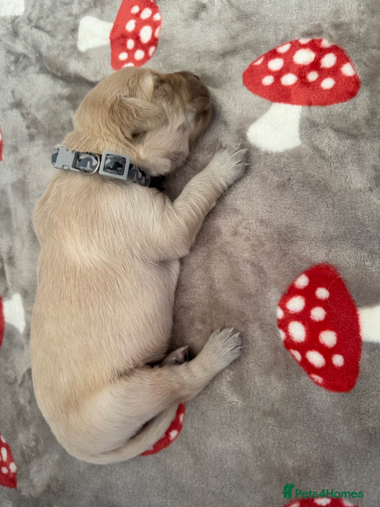 Golden Retriever dogs KC registered golden retriever puppies - Advert 2