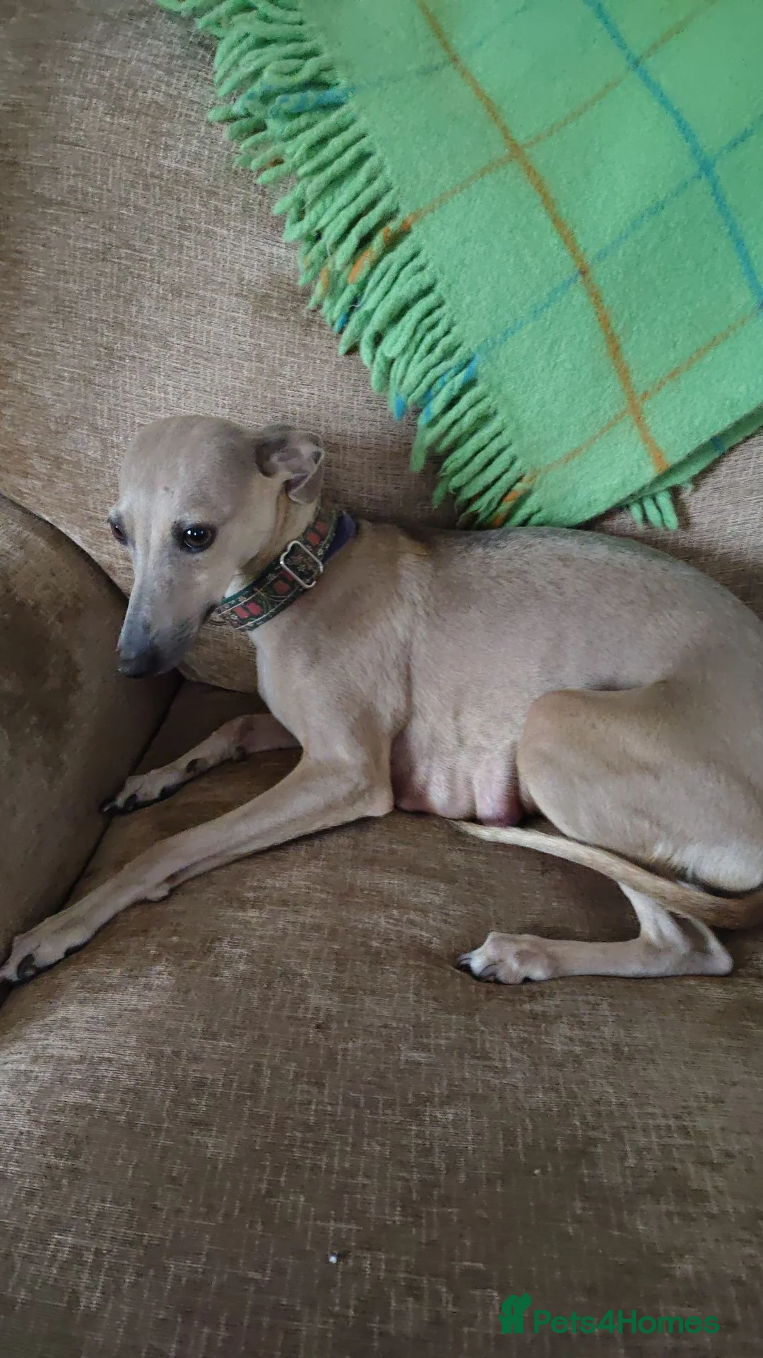 Italian Greyhound dogs for sale: 3/4 Italian Greyhound & 1/4 Whippet Puppies - Advert 2