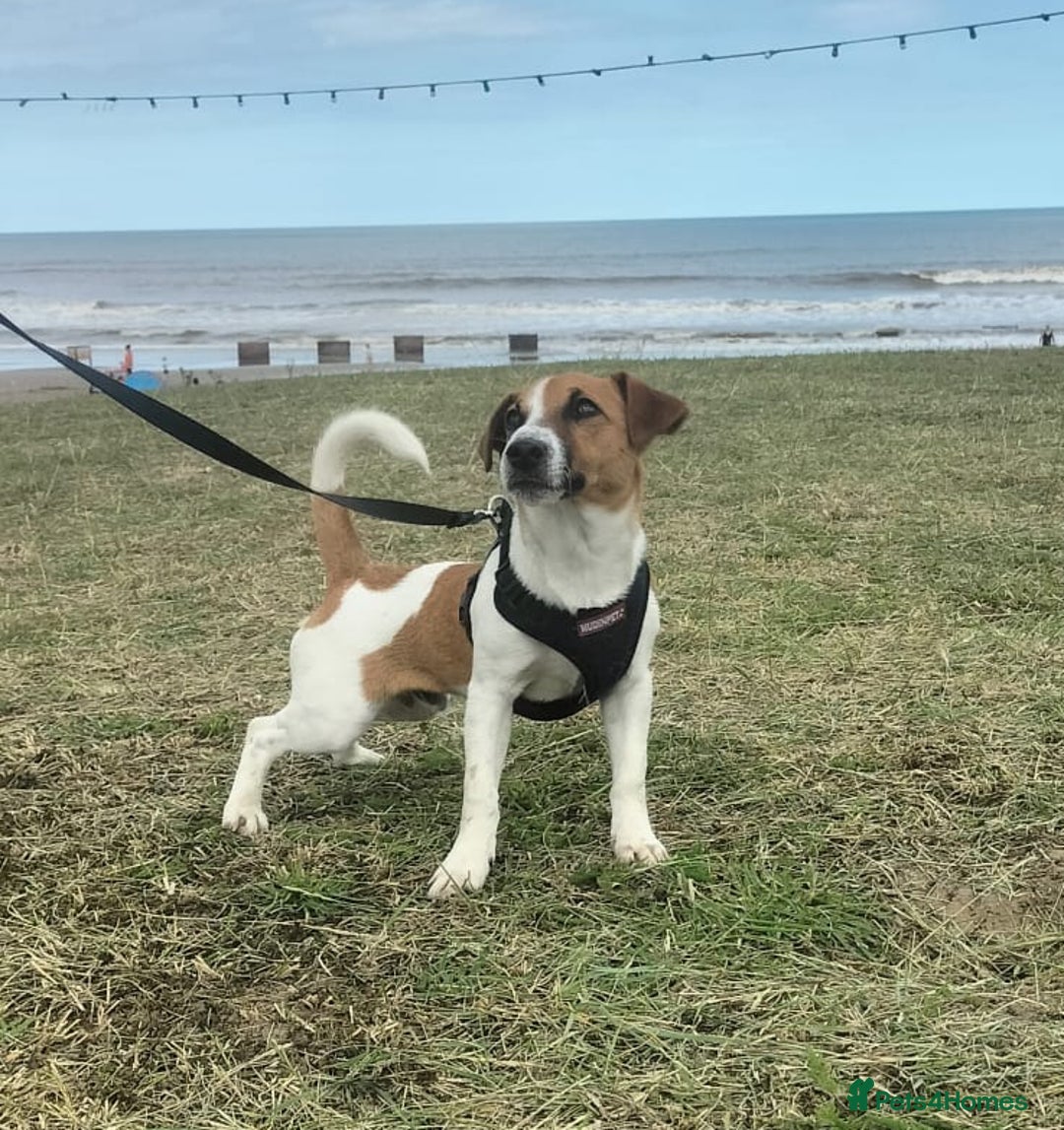 Jack Russell dogs for stud: Roby. - Advert 3