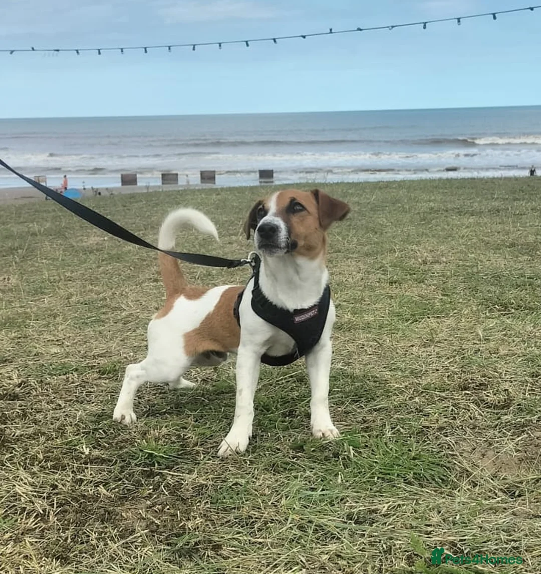 Jack Russell dogs for stud: Roby. - Advert 3