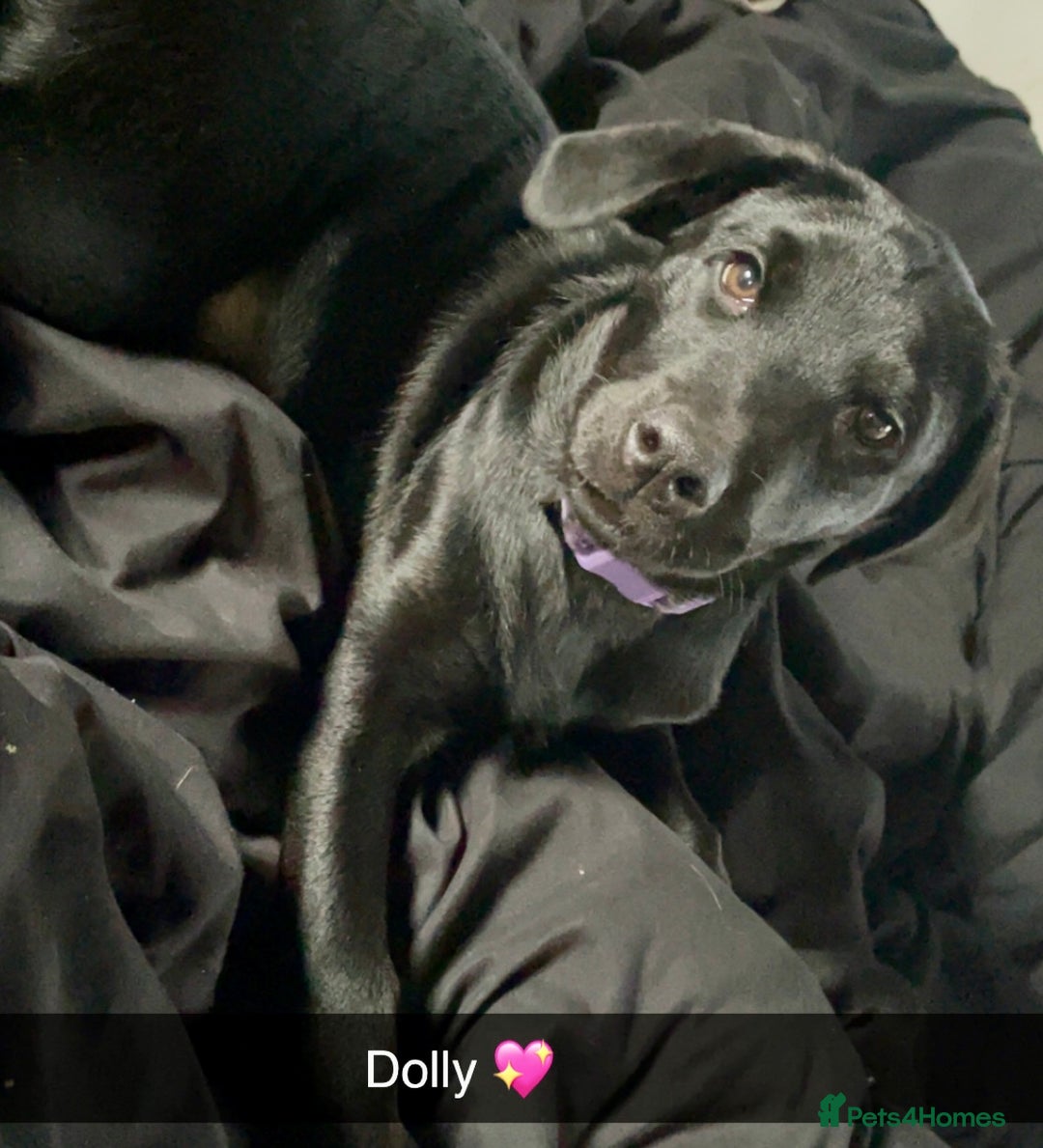 Mixed Breed dogs for sale: 2 beautiful nearly 6 month girls  - Advert 5