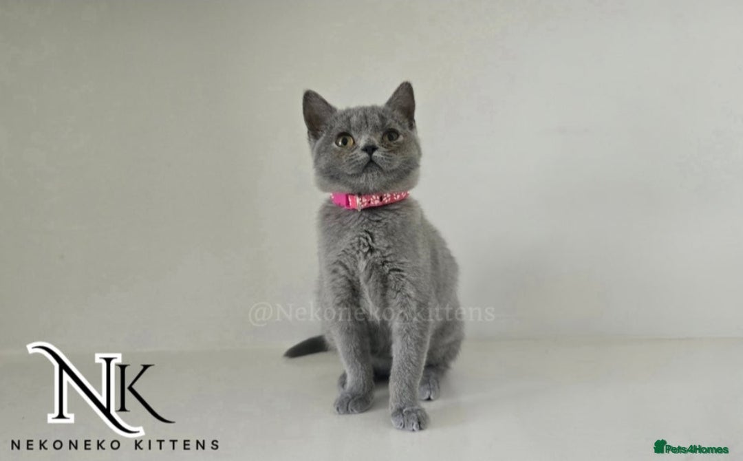 British Shorthair cats for sale: GCCF SHOW QUALITY BSH 👌 🥰🥰 - Image 6