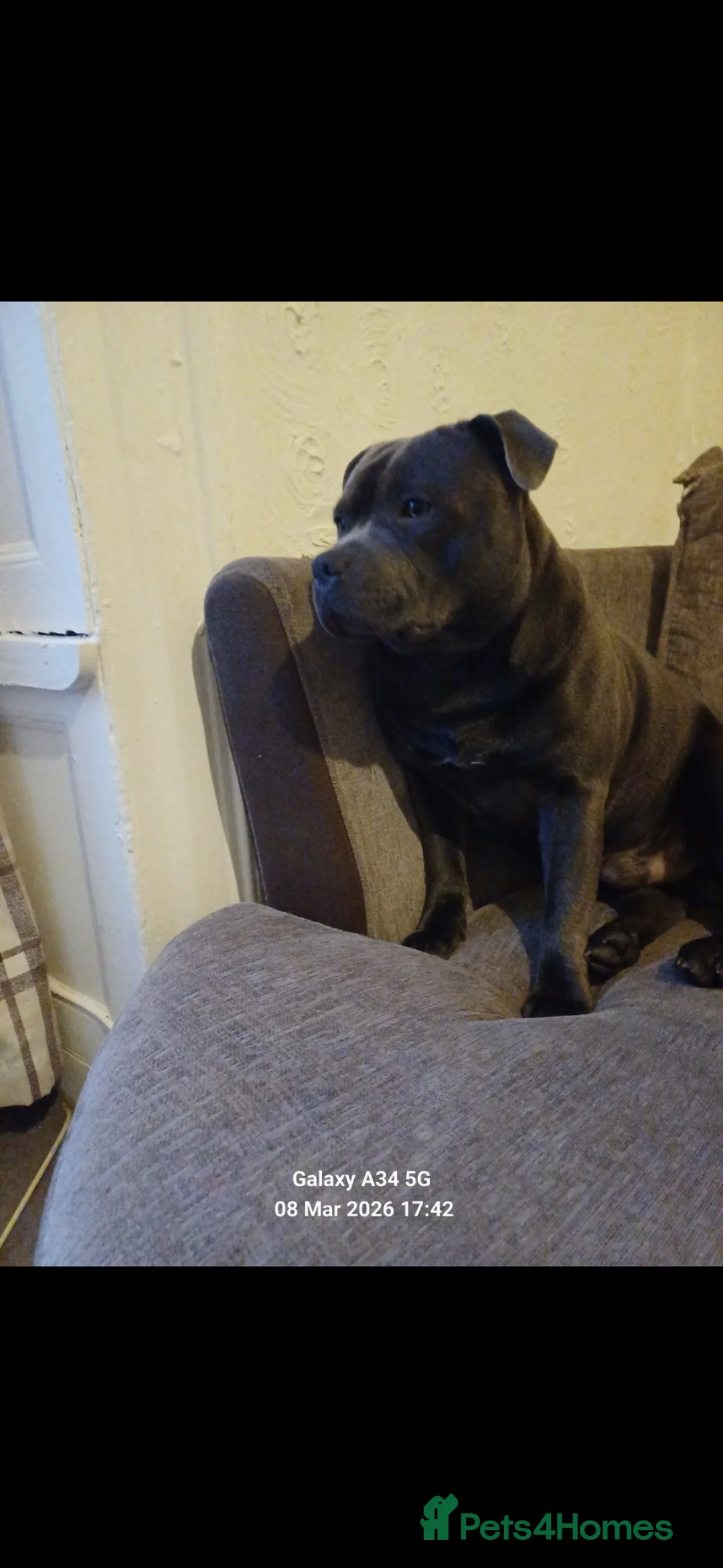 Staffordshire Bull Terrier dogs for stud: Zeus for stud, stunning fully kc blue staffy boy  in Exeter - Advert 6
