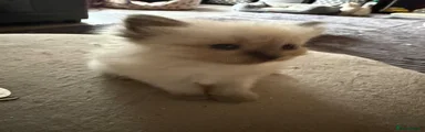 Ragdoll 1