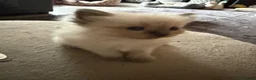 Ragdoll cats for sale: Ragdoll kitten beautiful fluffy girl  - Advert 5