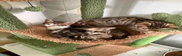 Mixed Breed cats for sale: Stunning bengal cross kittens - Advert 7