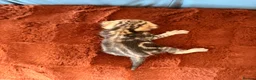Bengal cats for sale: Bengal Kittens - Advert 14