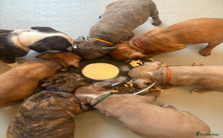 Staffordshire Bull Terrier dogs - Advert 2