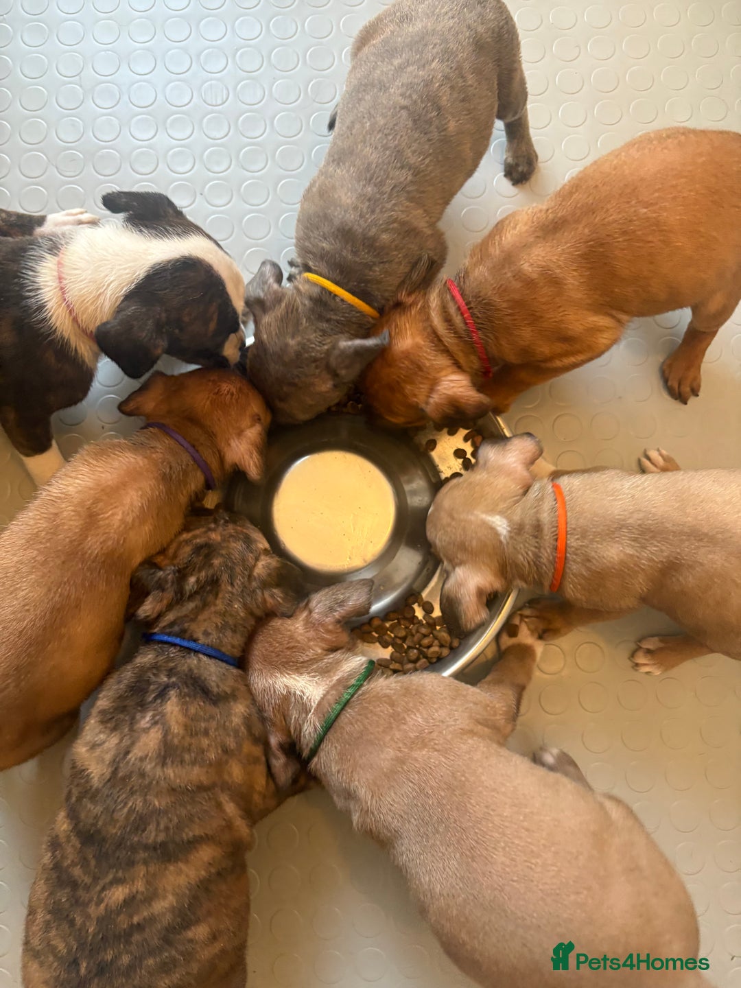 Staffordshire Bull Terrier dogs for sale: Beautiful coloured staffies - Image 1