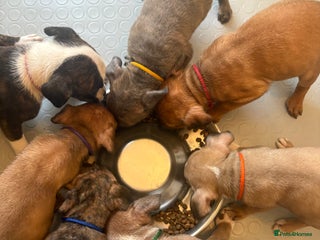 Staffordshire Bull Terrier dogs - Advert 6