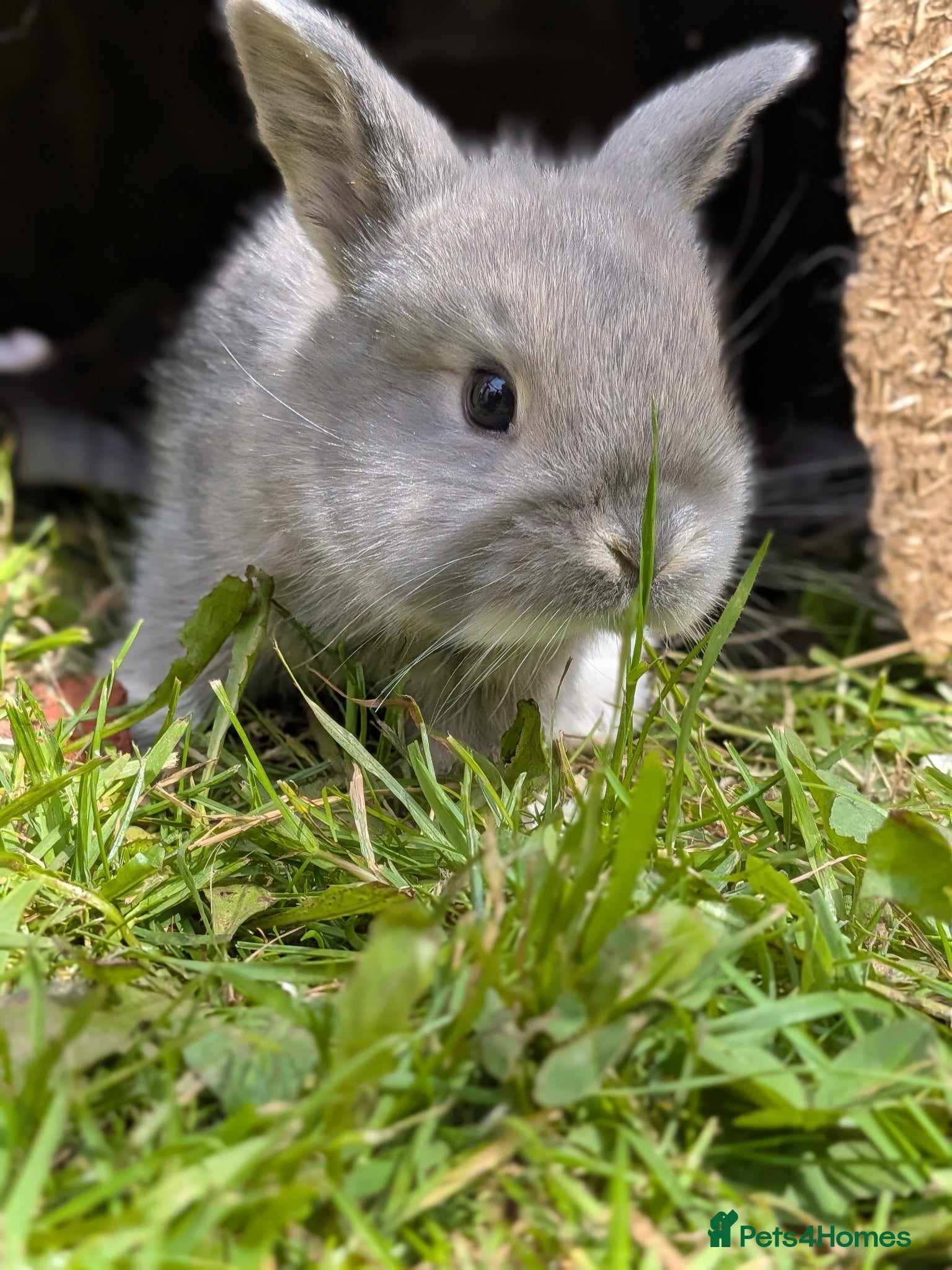 Mini Lop rabbits Friendly Mini Lops - Advert 4
