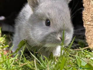 Mini Lop rabbits Friendly Mini Lops - Advert 2