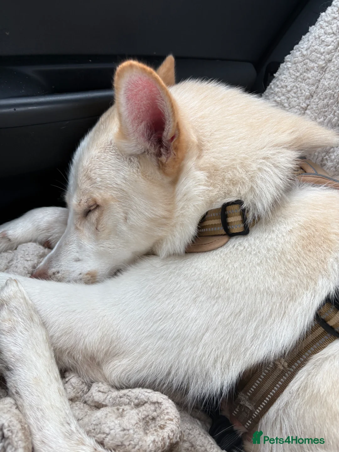 Shepsky dogs for sale: Marshall  - Advert 2