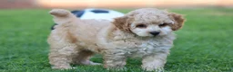 Cavapoochon dogs for sale: CAVAPOOCHON PUPPIES FOR SALE - Advert 7