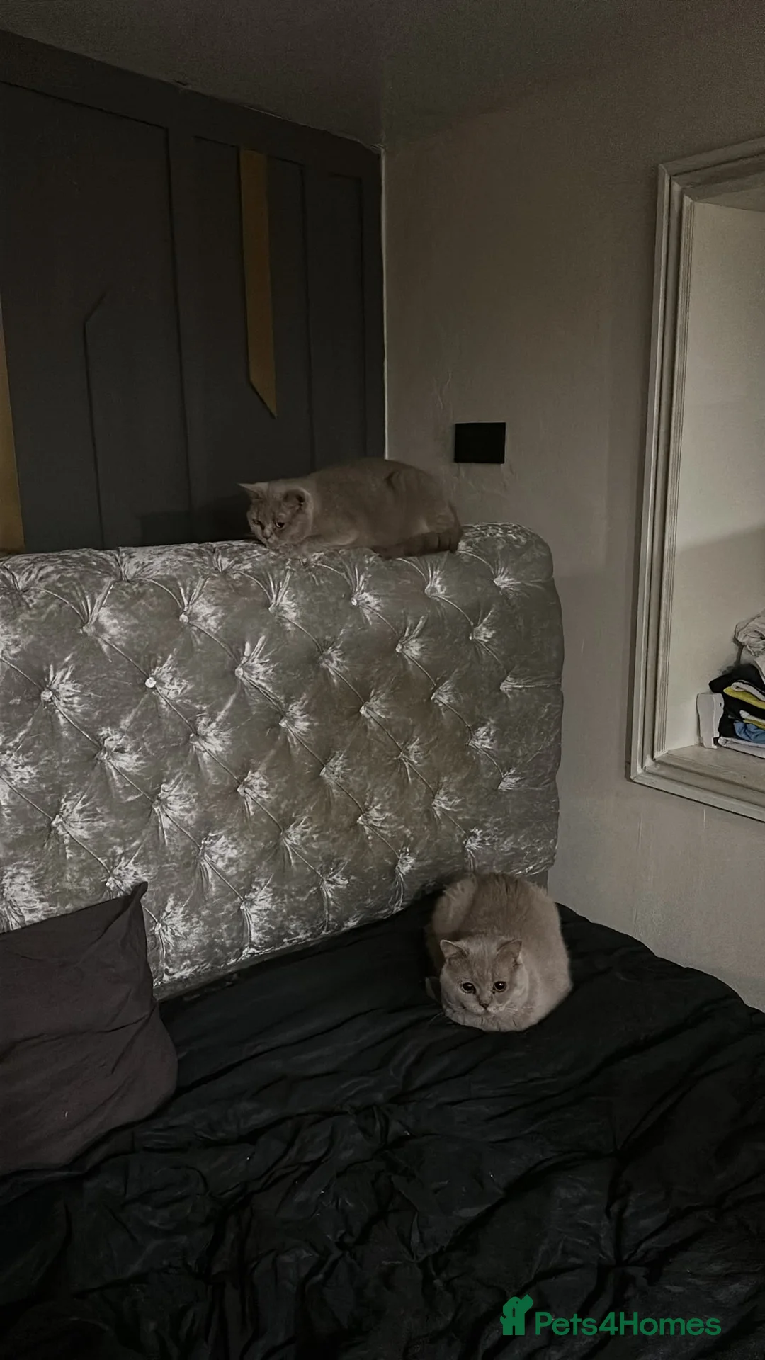 British Shorthair cats for sale: Beautiful British Shorthair Cats for Sale  in Ashton-under-Lyne - Advert 2