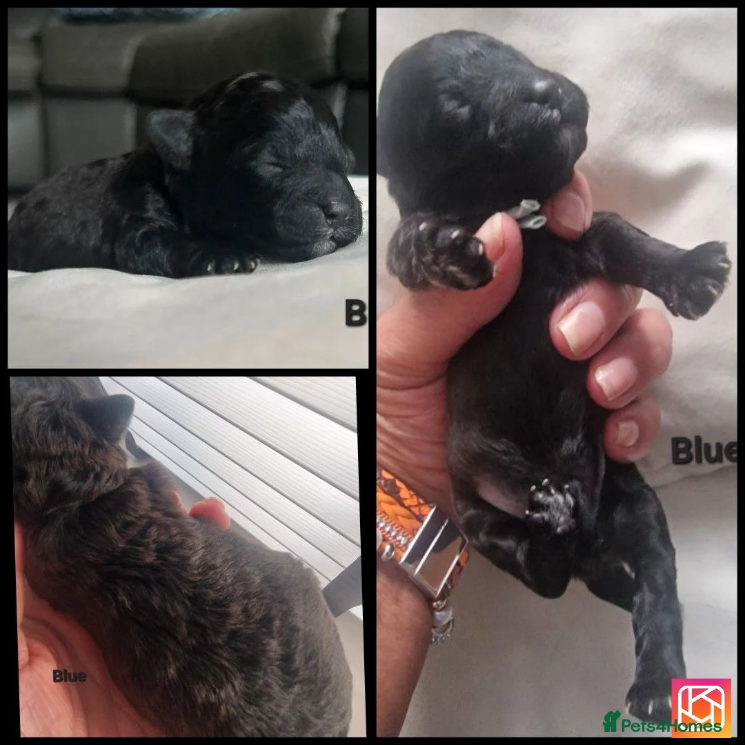 Maltipoo dogs for sale: F1b Maltipoo pups - Advert 16