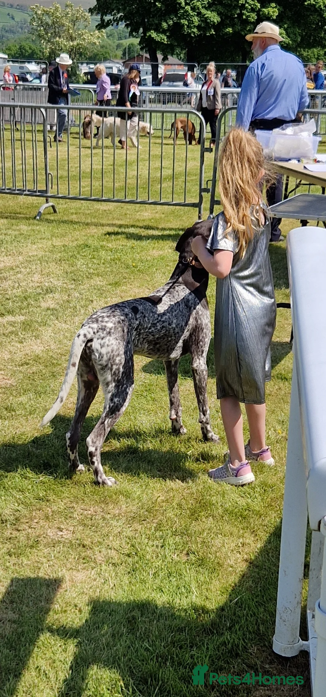 German Shorthaired Pointer dogs for stud: Stunning Proven German shorthaired pointer  in Shrewsbury - Advert 16