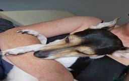 Jack Russell dogs for adoption: 💖🐶 DAISY 🐶💖 - Image 11