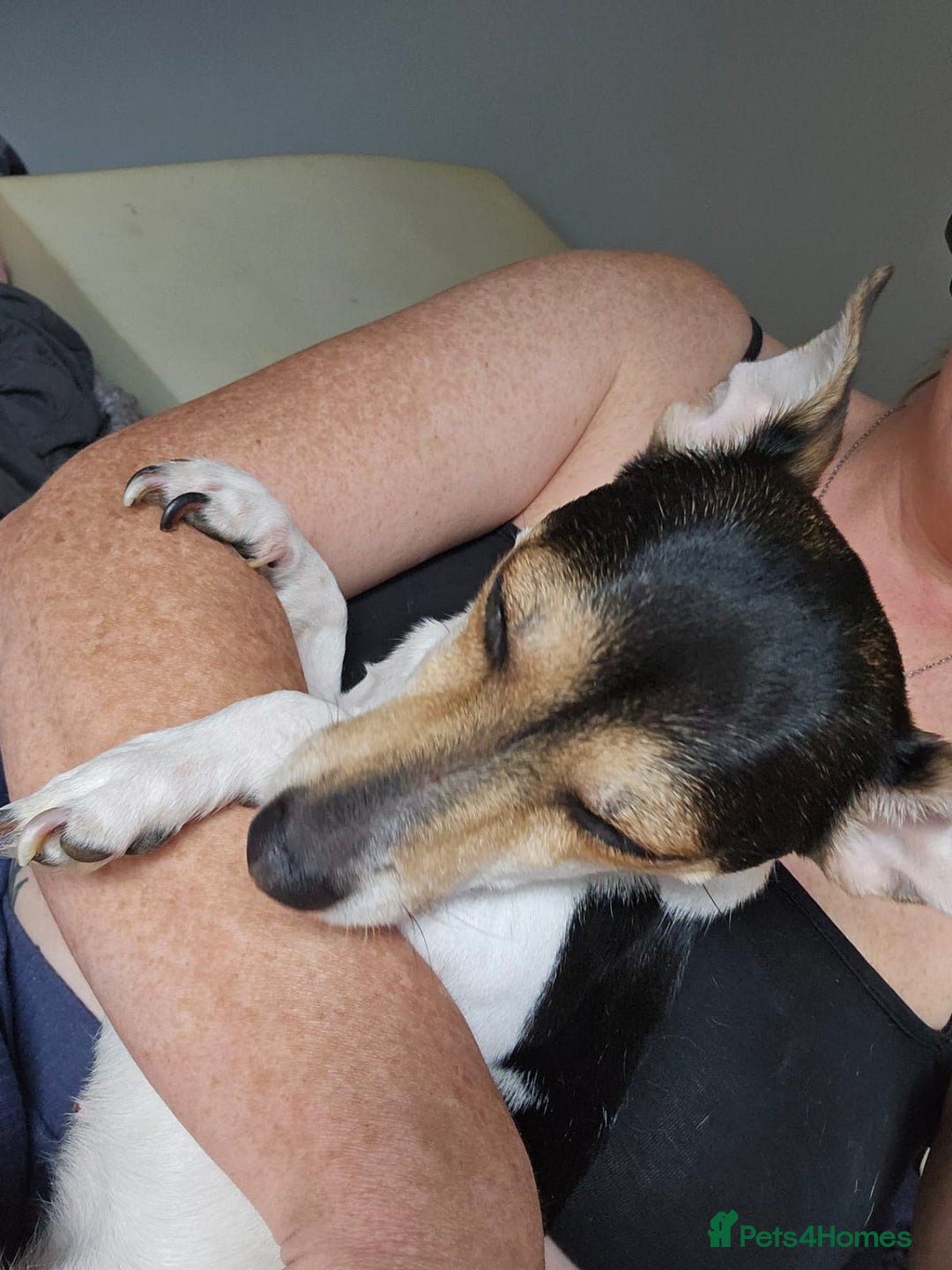 Jack Russell dogs for adoption: 💖🐶 DAISY 🐶💖 - Image 11