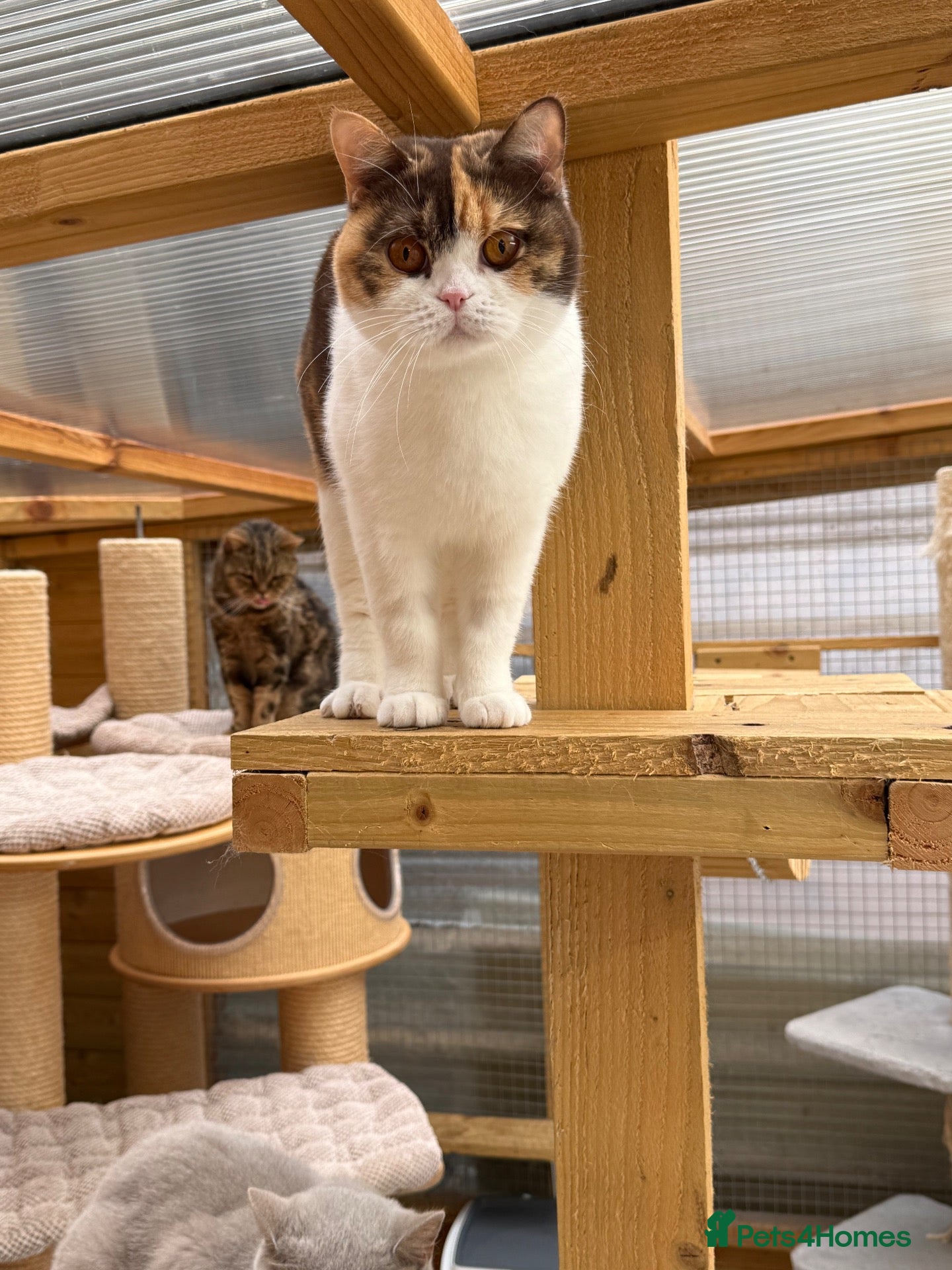 British Shorthair cats British shorthair  - Advert 2