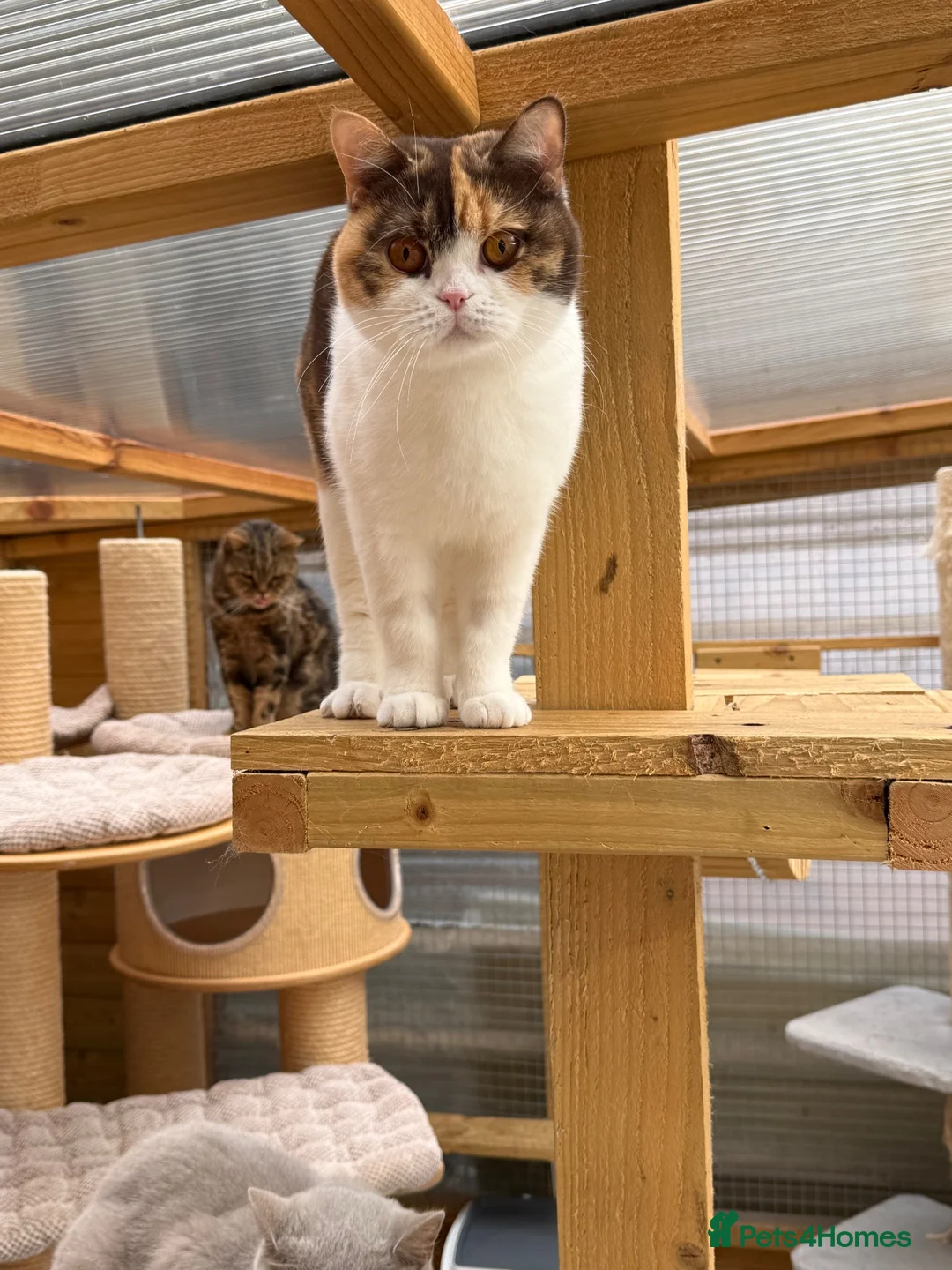 British Shorthair cats for sale: British shorthair  - Advert 2
