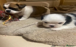 Mixed Breed dogs for sale: Female Border Terrier X ShitZu  - Image 3