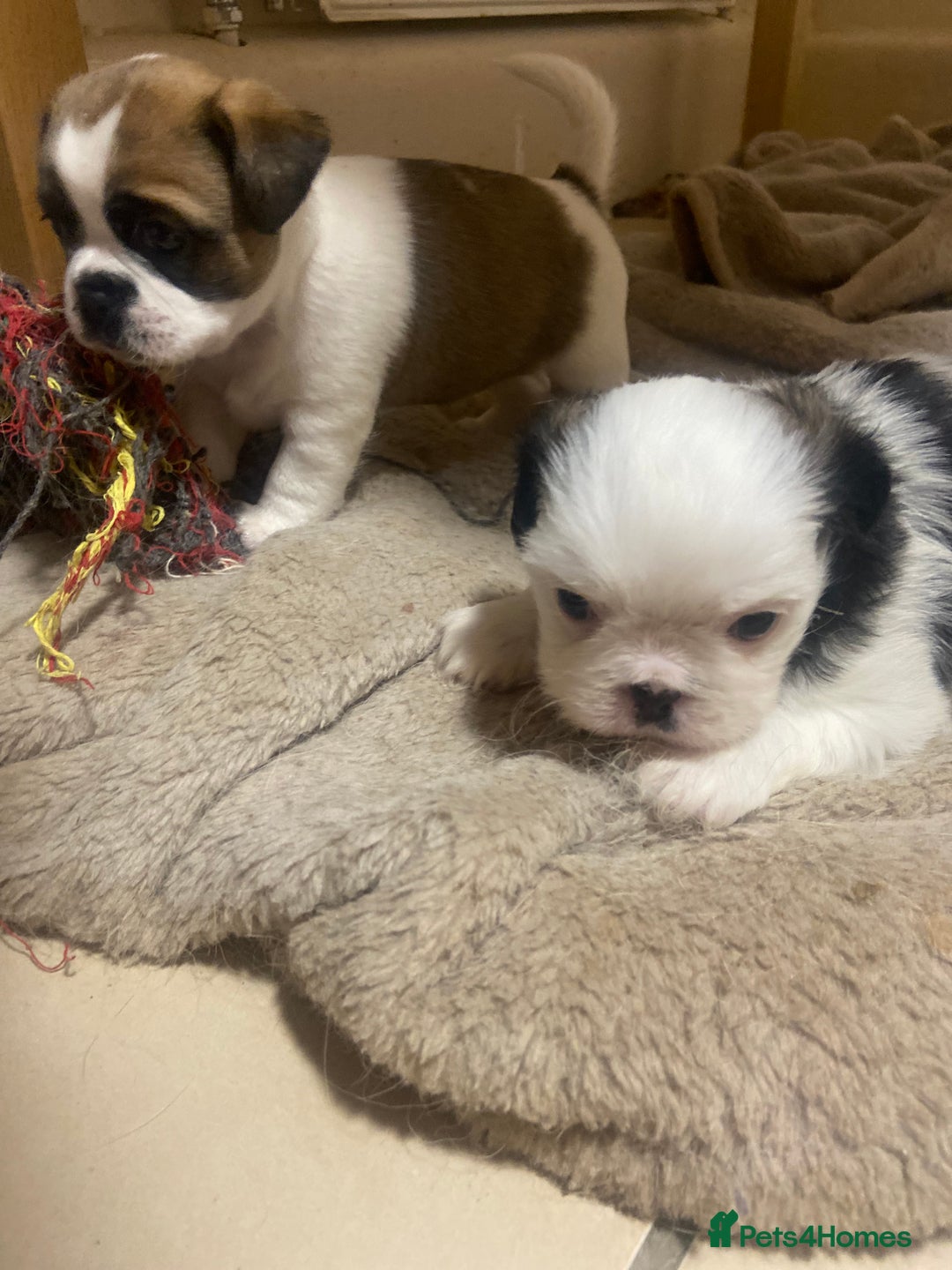 Mixed Breed dogs for sale: Female Border Terrier X ShitZu  - Image 3