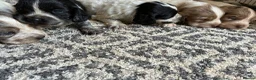 Cocker Spaniel dogs for sale: Beautiful Cocker spaniel puppies for sale  in Mansfield - Advert 26