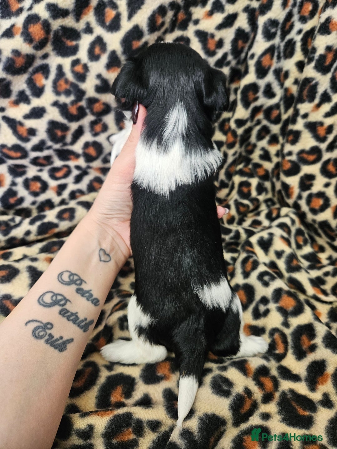 Yorkshire Terrier dogs for sale: 🤎 DNA tested parents 🤎 Yorkie puppies  - Advert 22