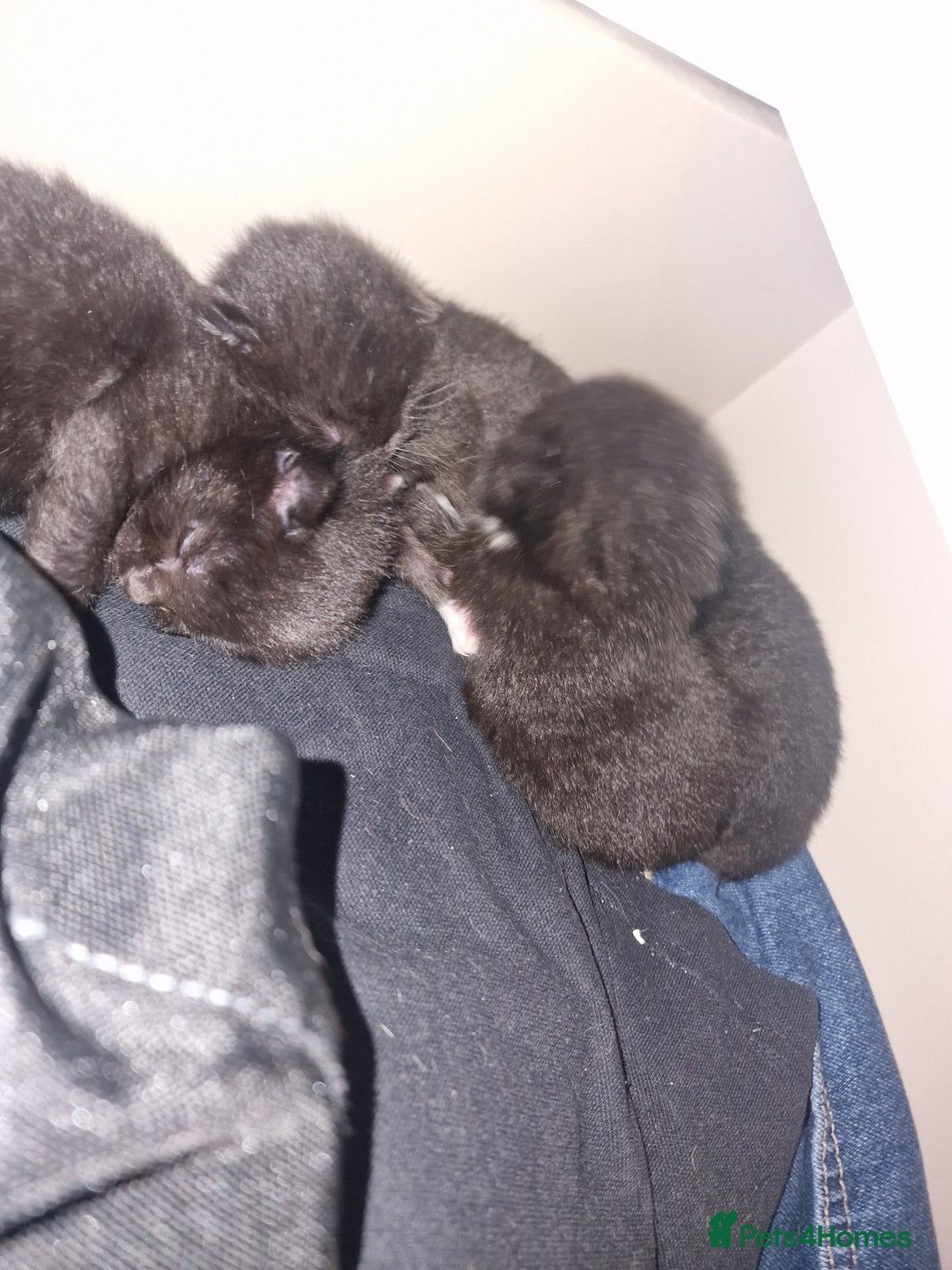 British Shorthair cats for sale: Black and white kittens - Image 1