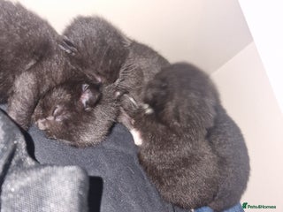 British Shorthair cats - Advert 8