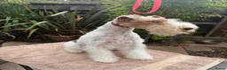 Fox Terrier dogs for sale: Young adult bitch. - Advert 5