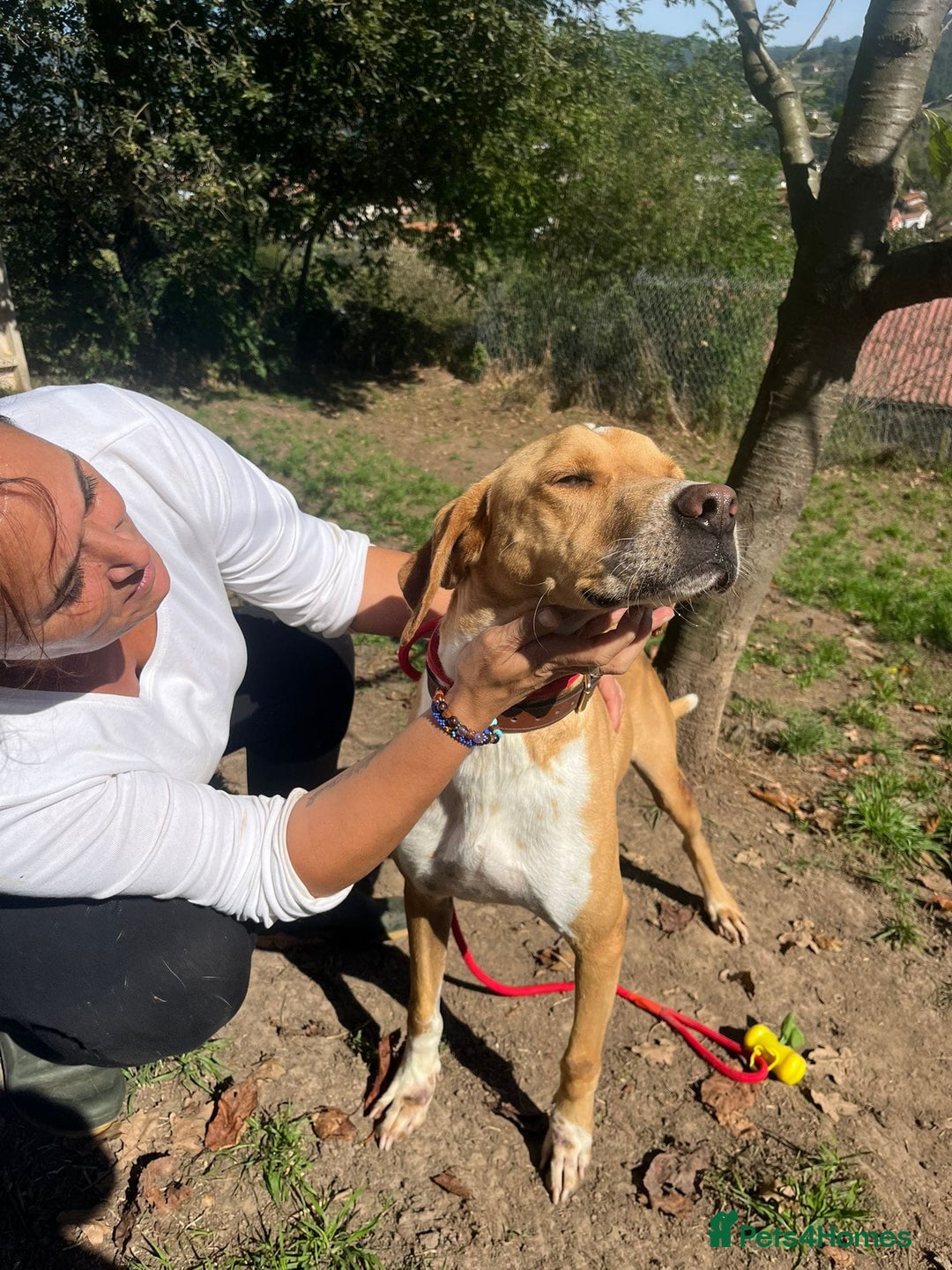 Pointer dogs for adoption: Einar, a gorgeous pointer mix - Image 8